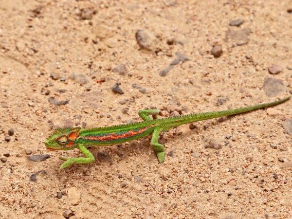 Sand Lizard UK