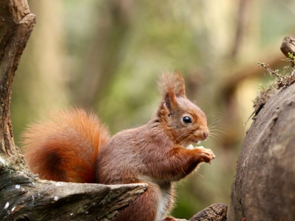 Formby Red Squirrel Reserve