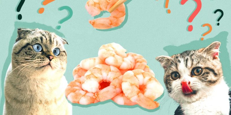 Can Cats Eat Prawns