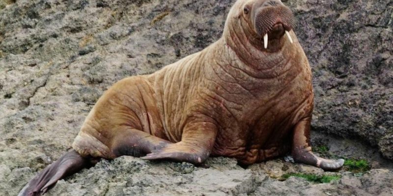 Fat Walrus