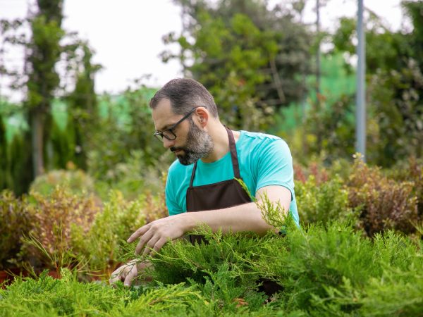 shrubs for borders