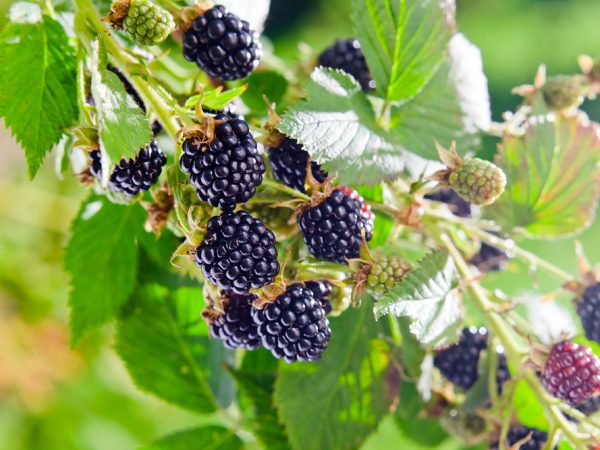 Blackberry Season