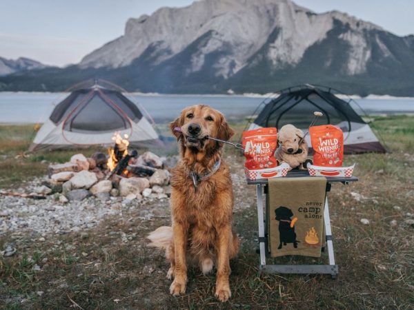 Dog camping