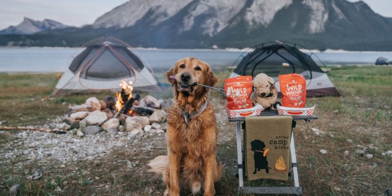 Dog camping