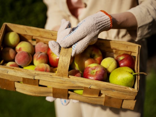 when to pick apples uk