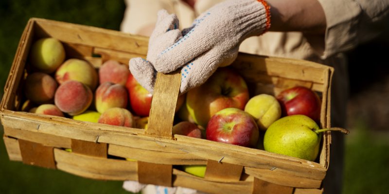 when to pick apples uk