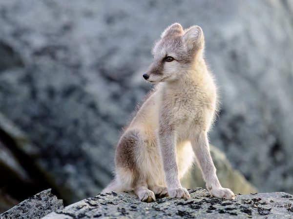 Can You Buy an Arctic Fox in the USA