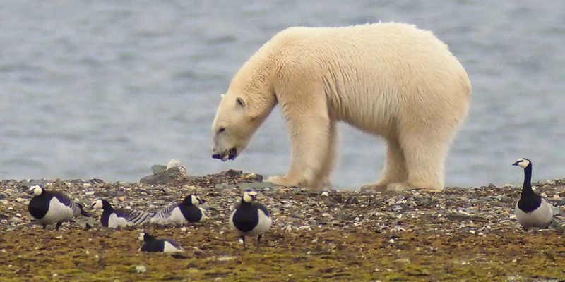 Can a Polar Bear Eat a Falcon