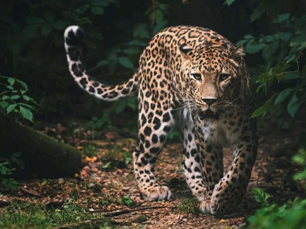 Do Leopards Live in Georgia