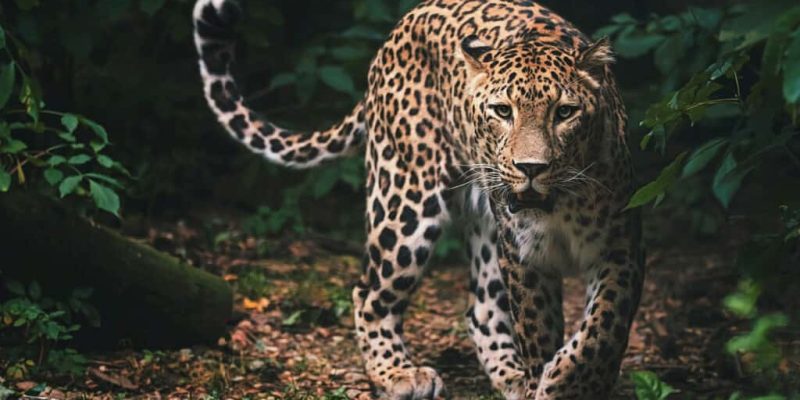 Do Leopards Live in Georgia