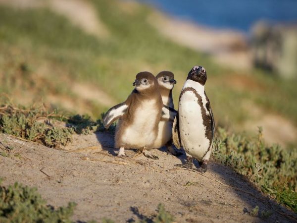 Penguins’ Life During the Caring for Their Young