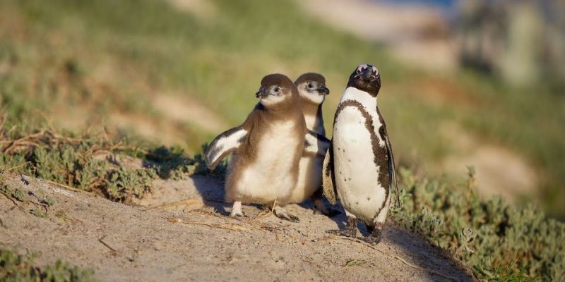 Penguins’ Life During the Caring for Their Young