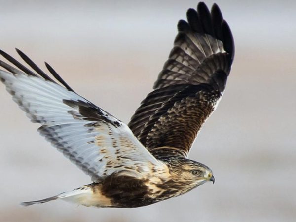 What Animals Are Eaten by Hawks in the Tundra