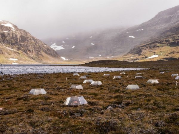 Where Can You Drink in the Biome Tundra