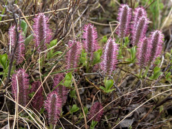 Willow Shrub in Tundra