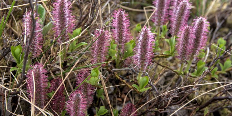 Willow Shrub in Tundra