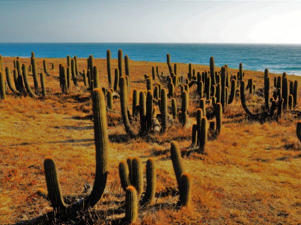 California Baja Mexico