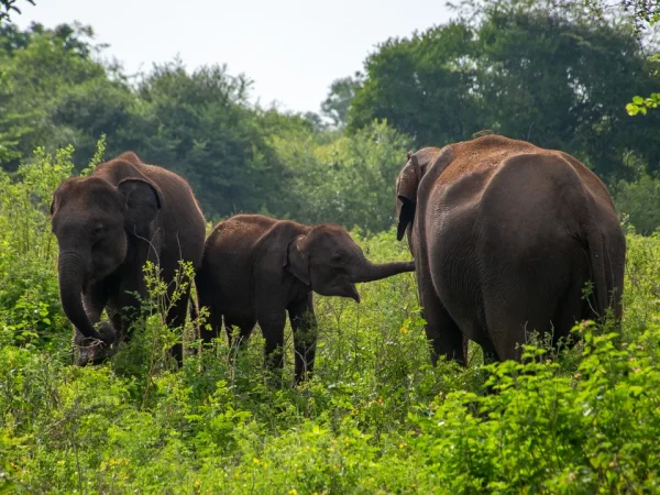 Things to Do in Sri Lanka