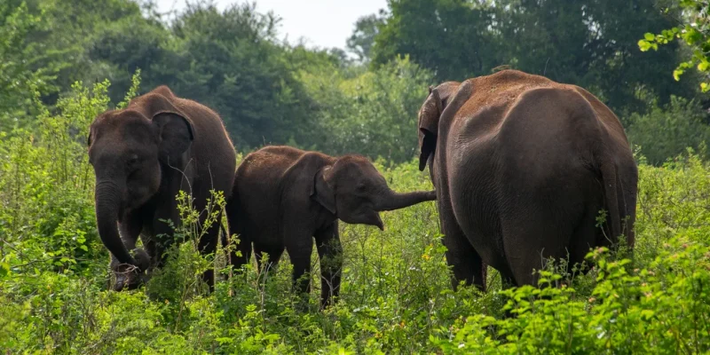 Things to Do in Sri Lanka