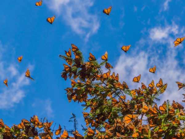 Monarch Butterfly Trip