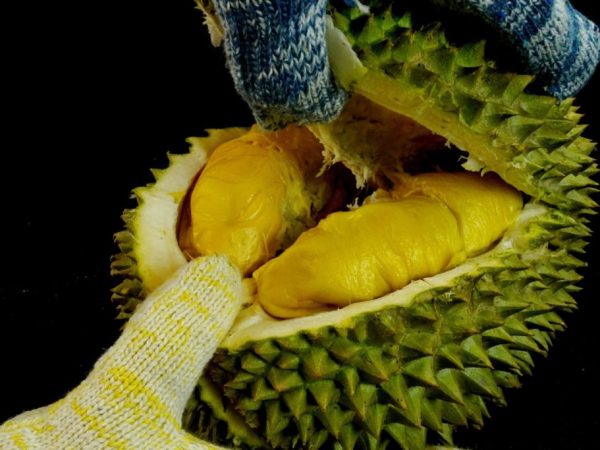 Uncle Lim Durian Farm