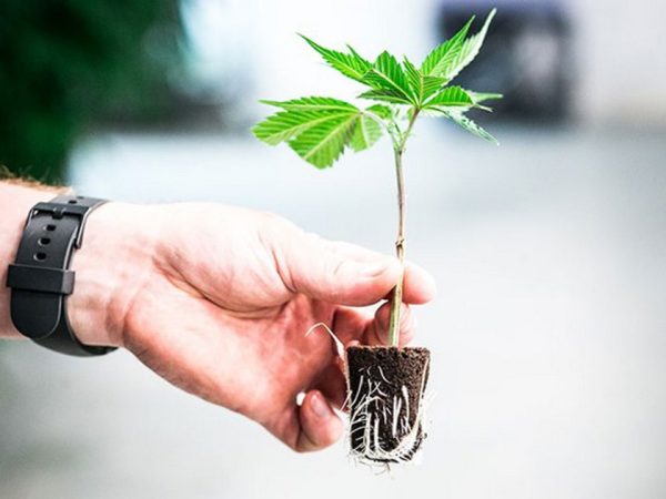 How to Clone Weed Plants