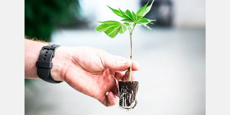 How to Clone Weed Plants