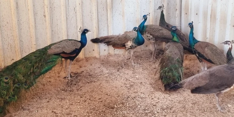 Peacock for Sale