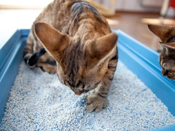 Cat Litter for Senior Cats
