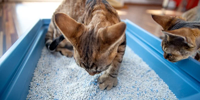 Cat Litter for Senior Cats