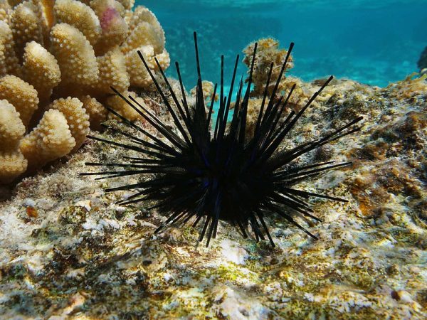 Wana Sea Urchin