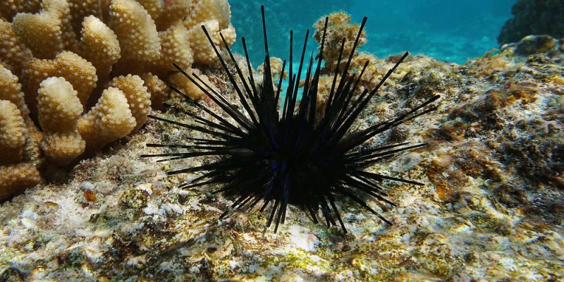 Wana Sea Urchin