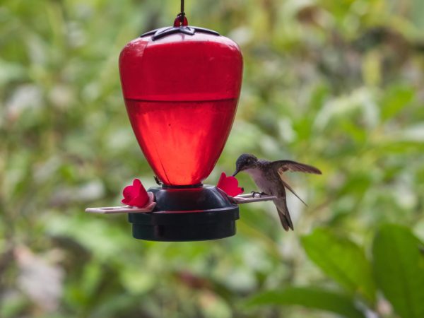 Huge Hummingbird Feeder