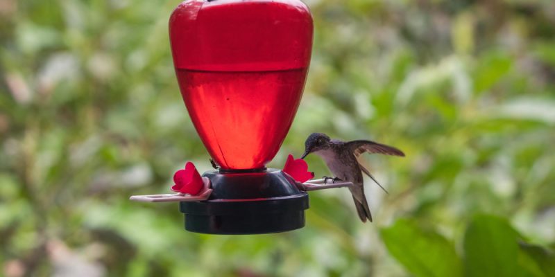 Huge Hummingbird Feeder