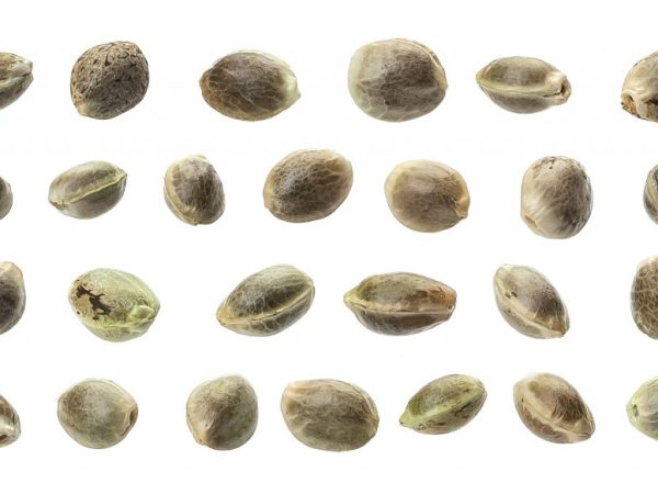 What Do Weed Seeds Look Like