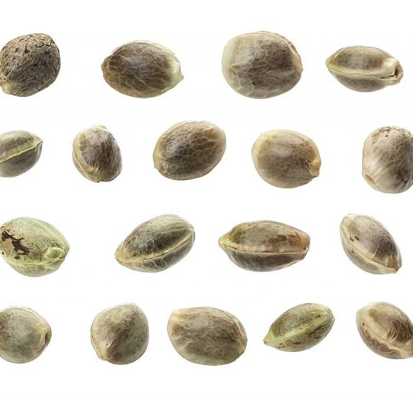 What Do Weed Seeds Look Like