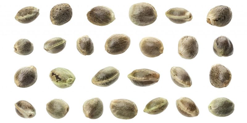What Do Weed Seeds Look Like