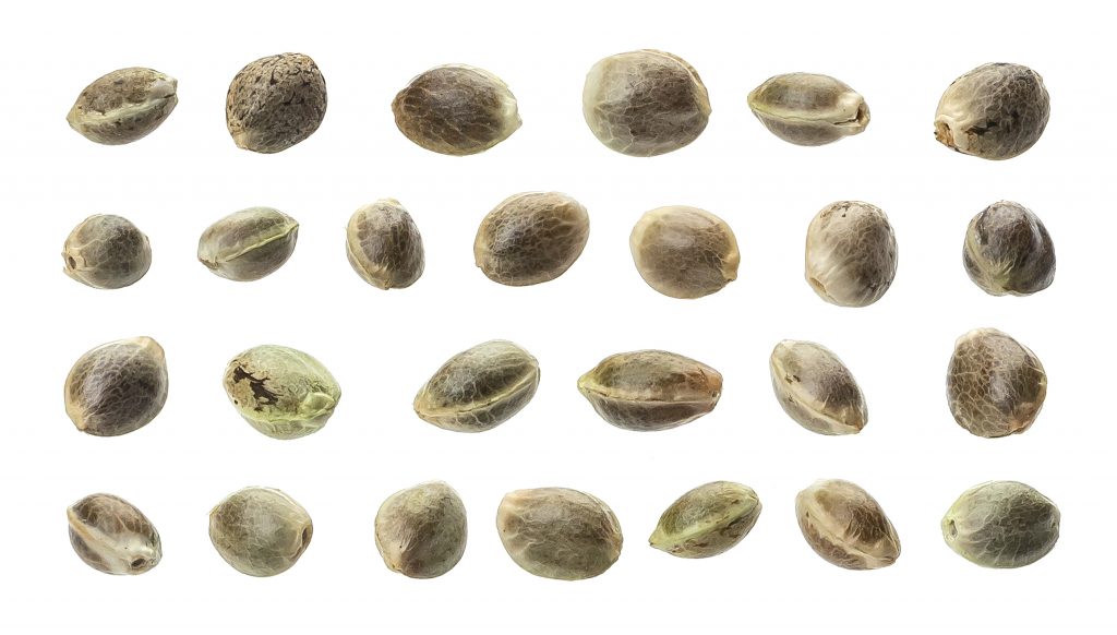 What Do Weed Seeds Look Like