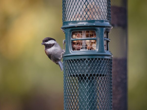 Memorial Bird Feeder