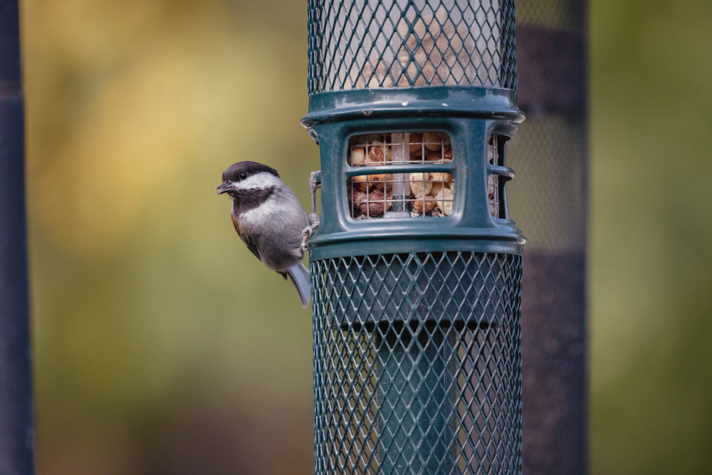 Memorial Bird Feeder